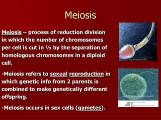 Meiosis