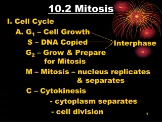 10.2 Mitosis