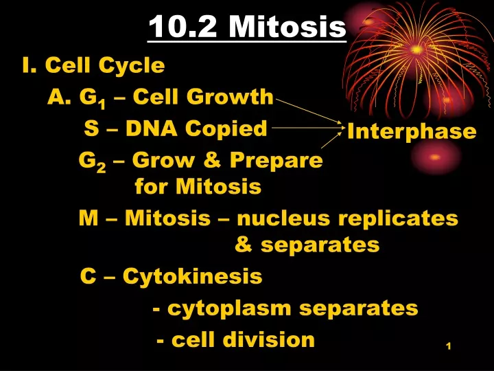 10 2 mitosis