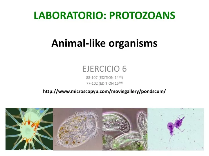 laboratorio protozoans animal like organisms
