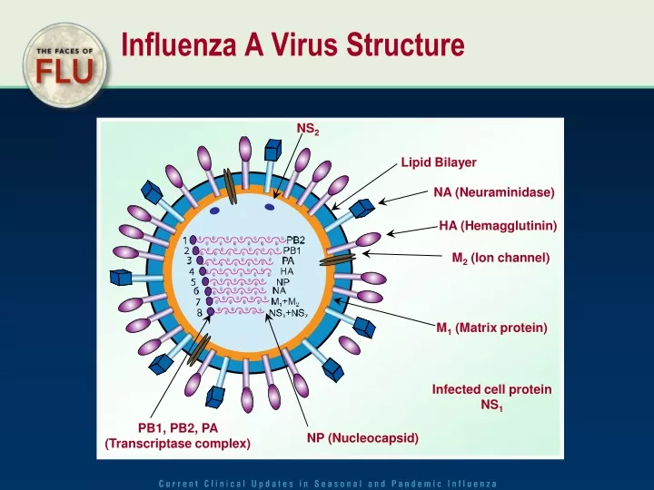 influenza a virus structure