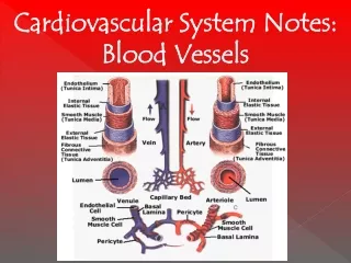 Cardiovascular System Notes: Blood Vessels