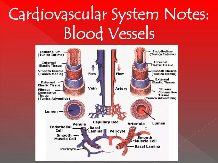 cardiovascular system notes blood vessels