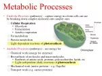 Chloroplast - slide 1