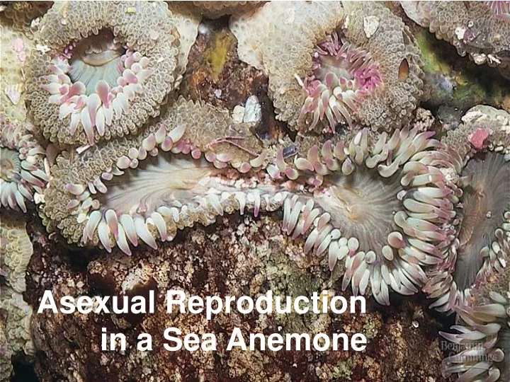 asexual reproduction in a sea anemone