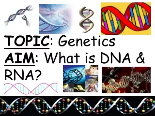 TOPIC : Genetics AIM : What is DNA &amp; RNA?