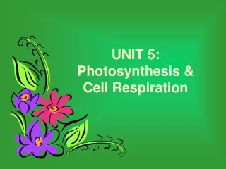 UNIT 5: Photosynthesis &amp; Cell Respiration