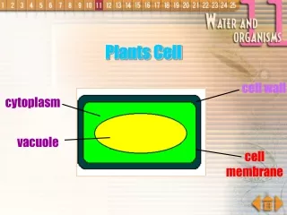 Plants Cell
