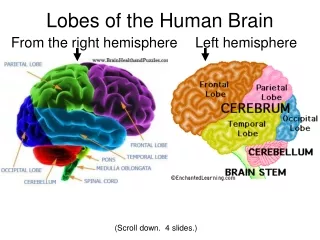 Lobes of the Human Brain