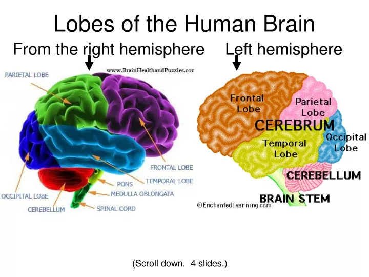 lobes of the human brain
