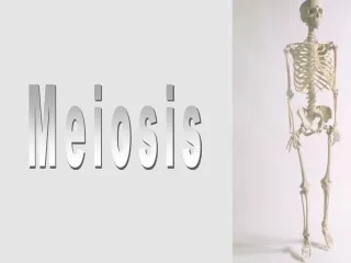 Meiosis