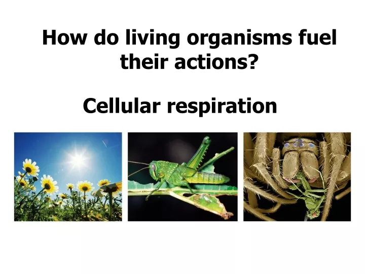 how do living organisms fuel their actions