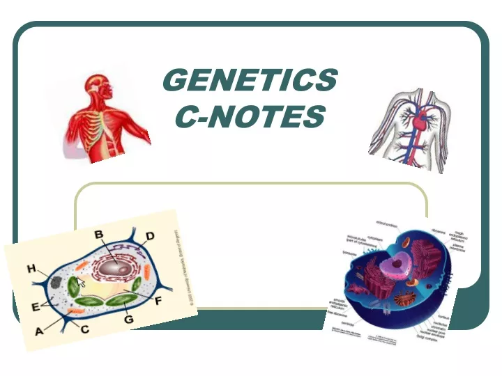 genetics c notes