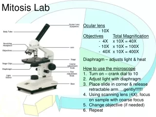 Mitosis Lab