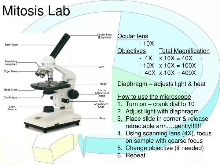 mitosis lab