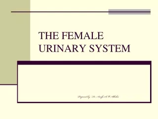 THE FEMALE URINARY SYSTEM