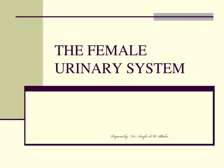 the female urinary system