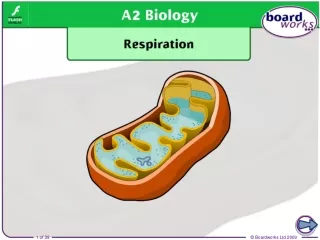What is respiration?