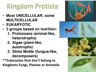 Kingdom  Protista