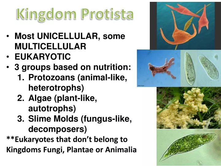 kingdom protista