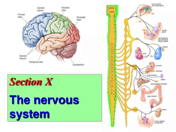 section x the nervous system