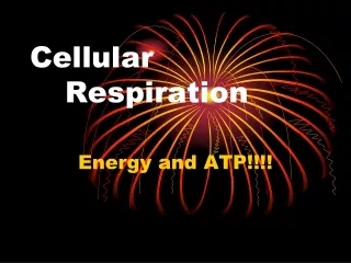 Cellular           	Respiration