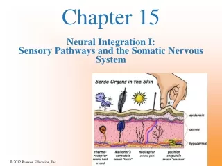 Chapter 15 Neural Integration I:  Sensory Pathways and the Somatic Nervous System