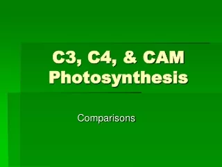 C3, C4, &amp; CAM Photosynthesis