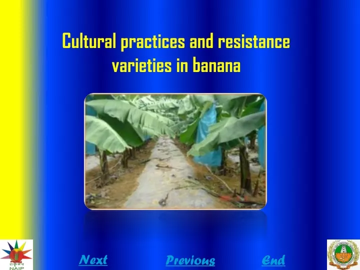 cultural practices and resistance varieties in banana