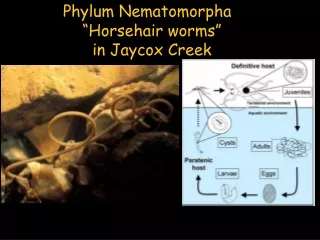 Phylum Nematomorpha  “ Horsehair worms ”  in Jaycox Creek