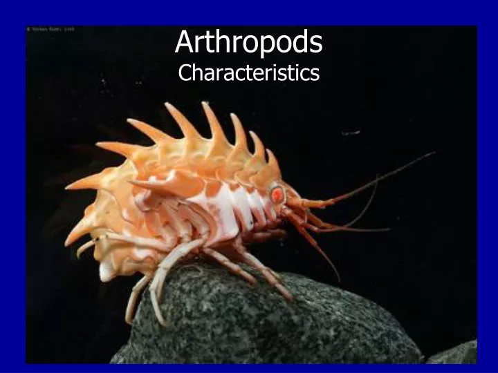 arthropods characteristics