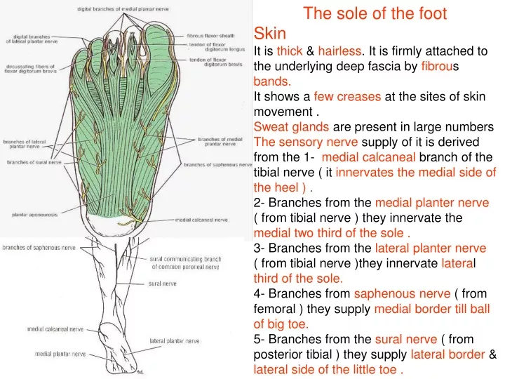 the sole of the foot skin it is thick hairless