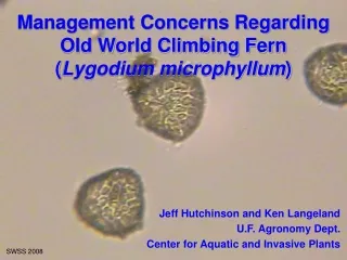 Management Concerns Regarding Old World Climbing Fern  ( Lygodium microphyllum )