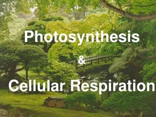 Photosynthesis &amp;  Cellular Respiration