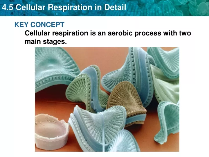 key concept cellular respiration is an aerobic