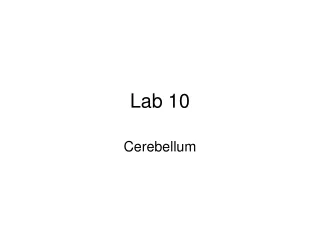 Lab 10