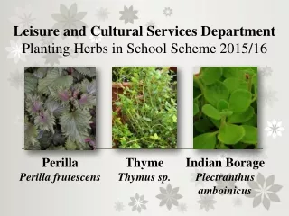 Leisure and Cultural Services Department Planting Herbs in School Scheme 2015/16