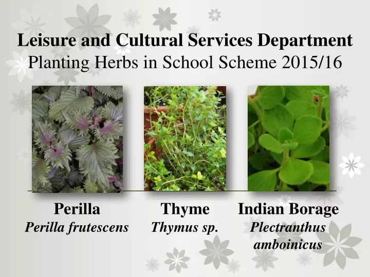 leisure and cultural services department planting herbs in school scheme 2015 16