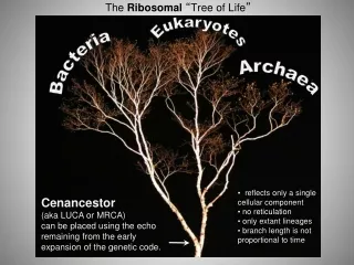 The  Ribosomal  “ Tree of Life ”
