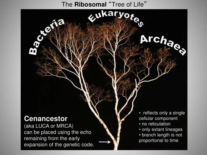 the ribosomal tree of life