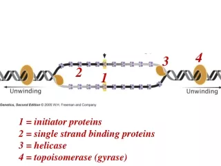 Review: Proteins and their function in the early stages of replication