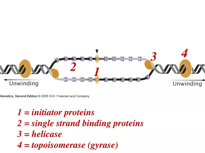 review proteins and their function in the early