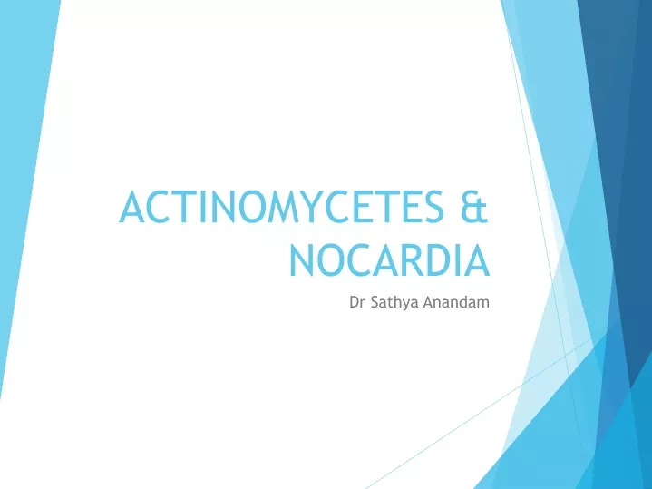 actinomycetes nocardia