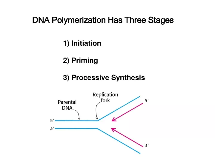 dna polymerization has three stages