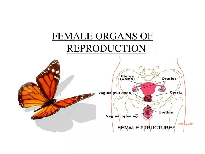 female organs of reproduction
