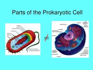 Parts of the Prokaryotic Cell