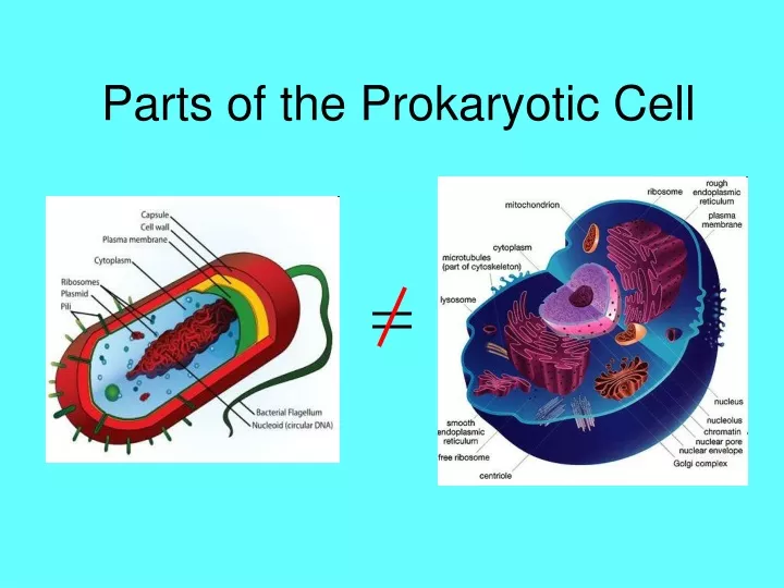 parts of the prokaryotic cell