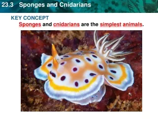KEY CONCEPT Sponges  and  cnidarians  are the  simplest animals .