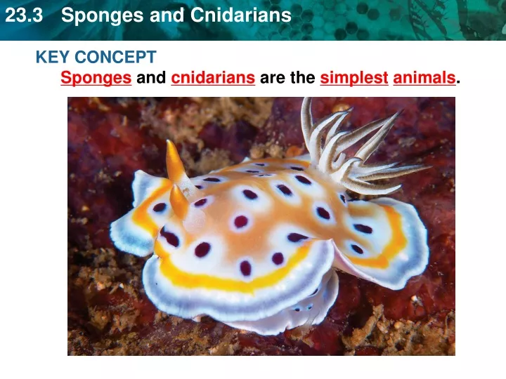 key concept sponges and cnidarians