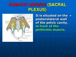 SOMATIC NERVES (SACRAL PLEXUS)